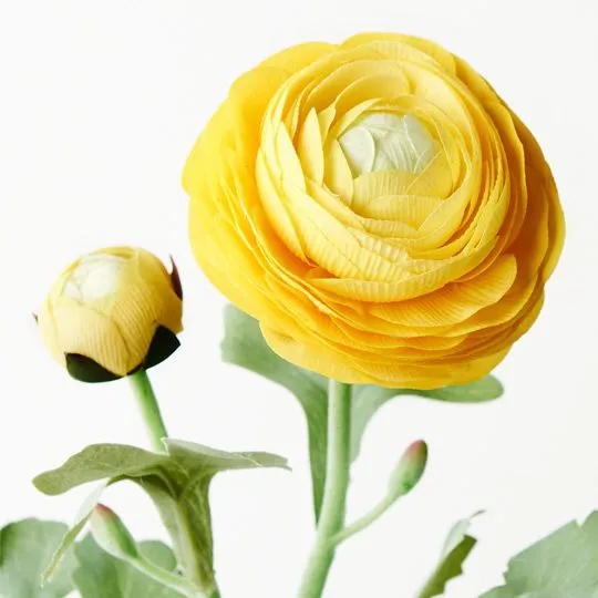 Ranunculus Spray Yellow 50CML