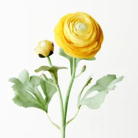 Ranunculus Spray Yellow 50CML