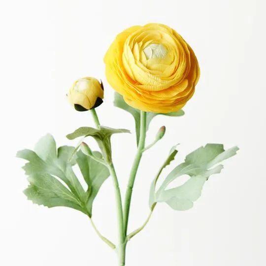 Ranunculus Spray Yellow 50CML